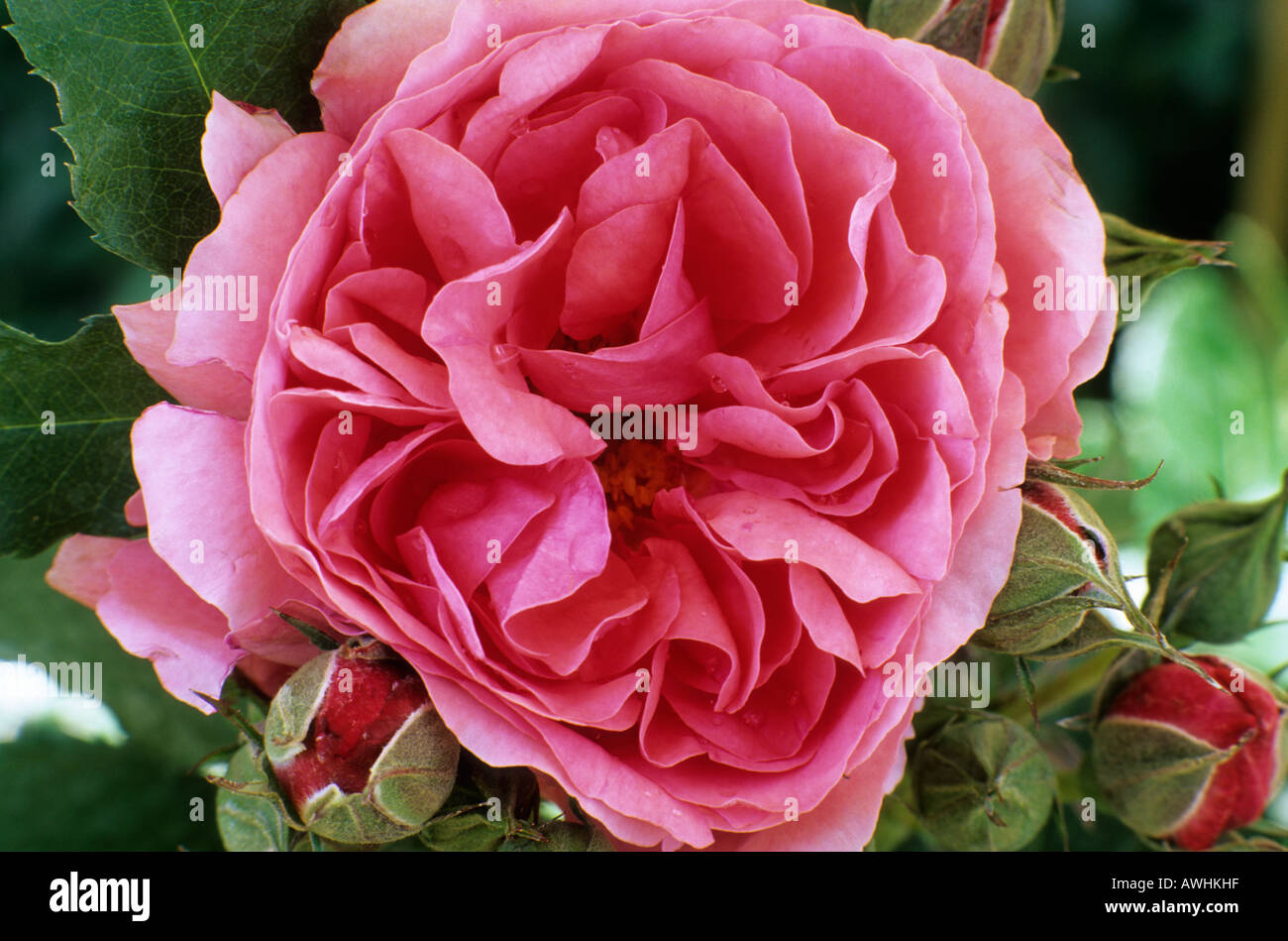 Rosa Rosarium Uetersen Stock Photo - Alamy