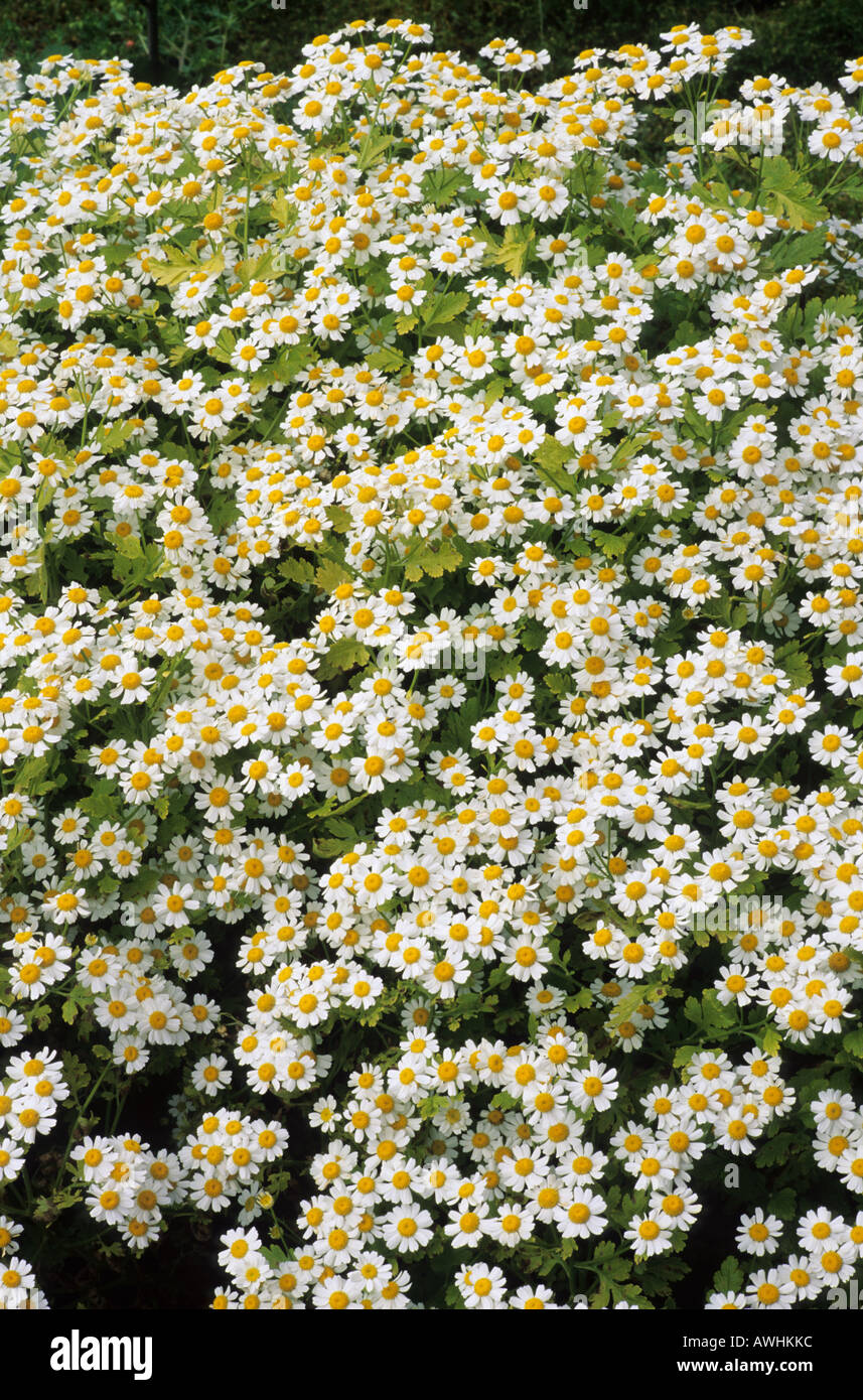 Tanacetum parthenium Aureum syn Chrysanthemum parthenium Aureum Stock Photo