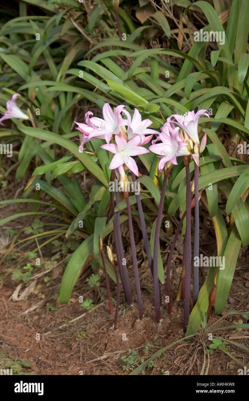 Belladonna Lily Amaryllis belladonna Azores Stock Photo
