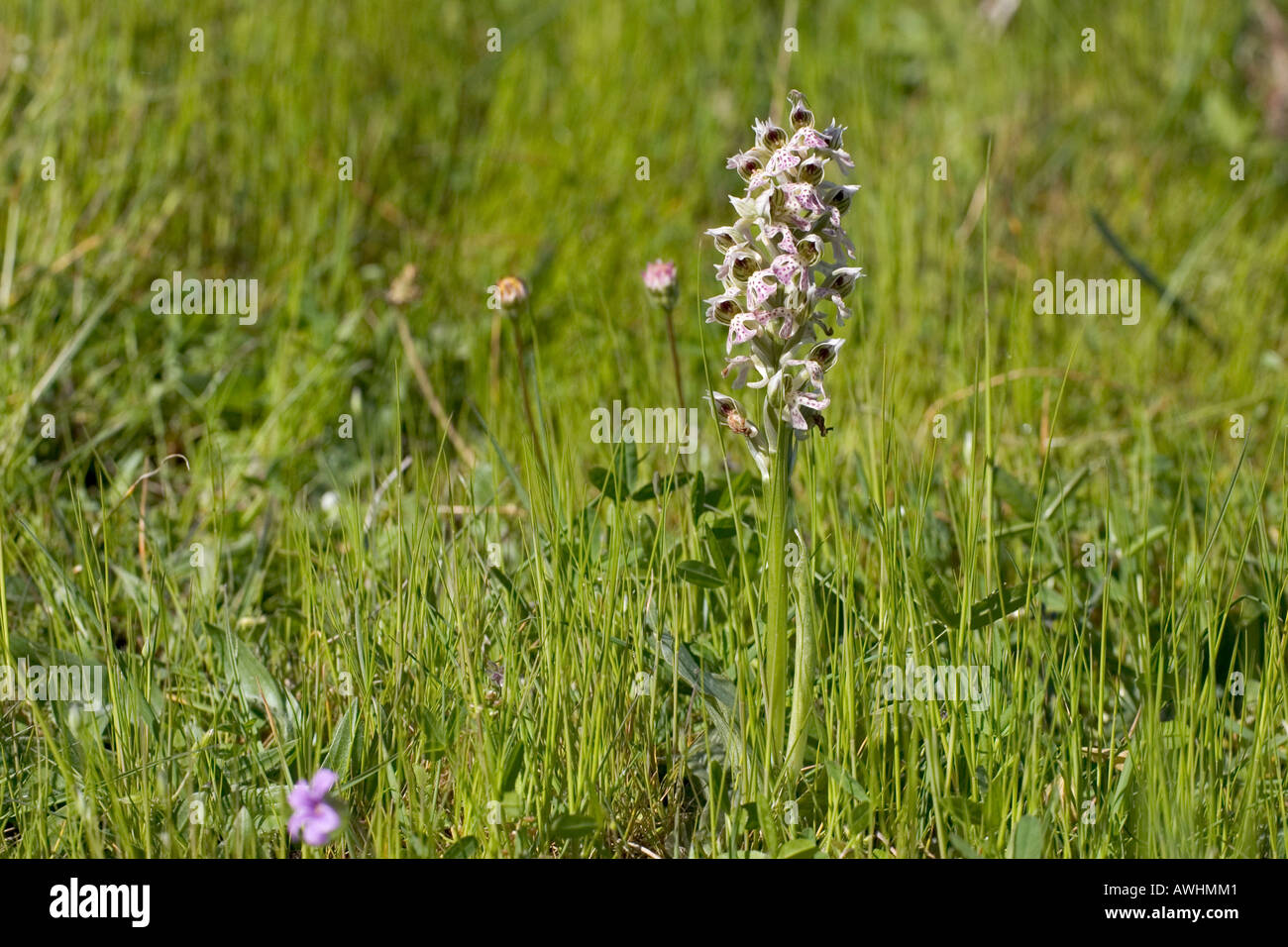 Milky Orchid Orchis lactea near Venaco Corsica France Stock Photo