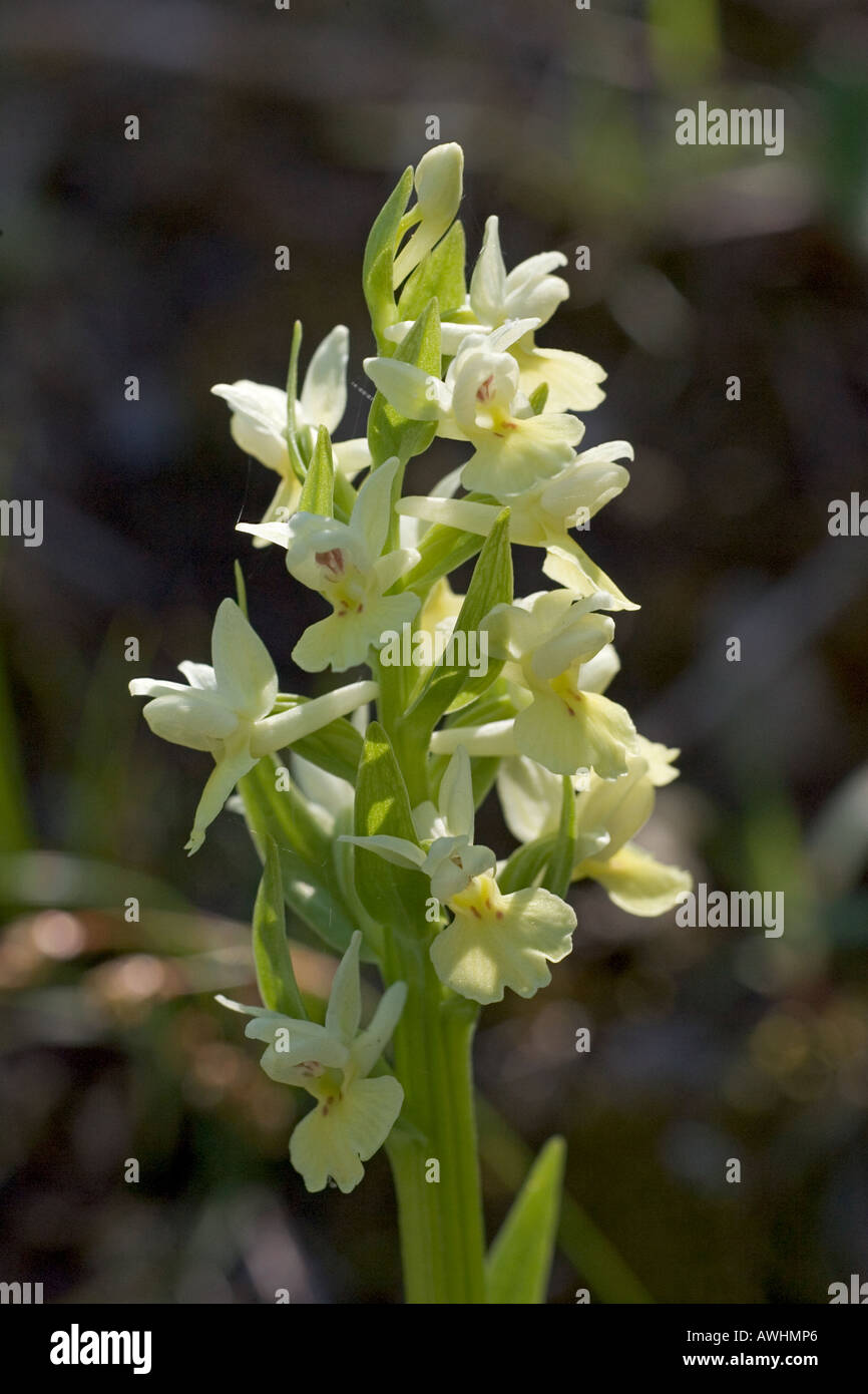 Barton s orchid Dactylorhiza insularis Corsica France Stock Photo