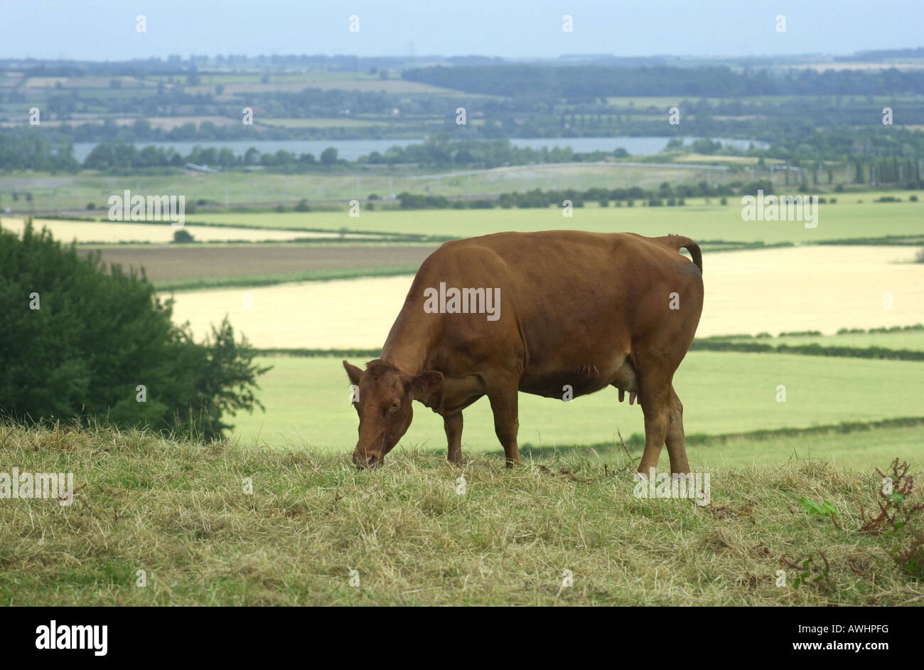 Cow grazing a field near Ampthill Bedfordshire UK Stock Photo