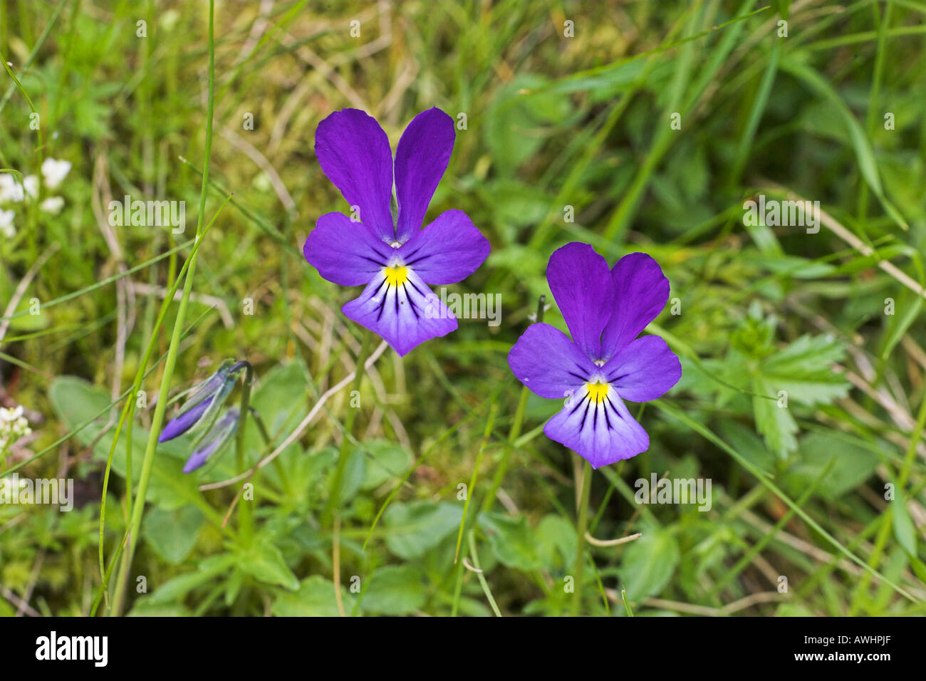 Mountain Pansy Viola lutea Findhorn Valley Highland Region Scotland Stock Photo