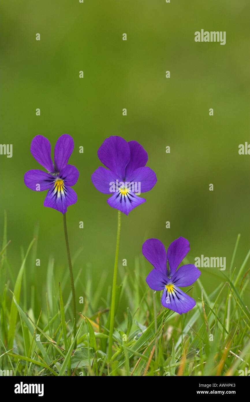 Mountain Pansy Viola lutea Findhorn Valley Highland Region Scotland Stock Photo