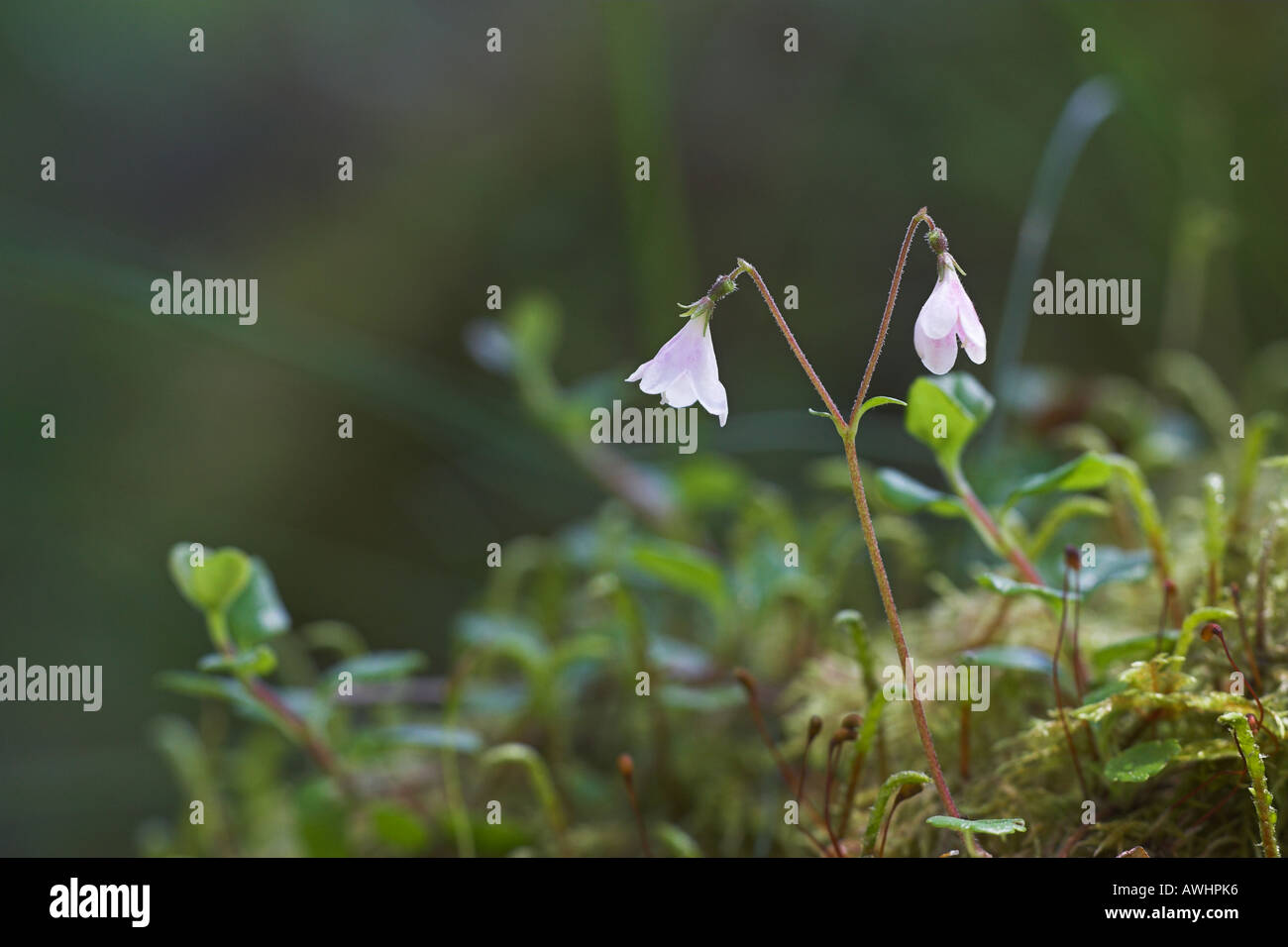 Twinflower Linnaea borealis Scotland Stock Photo - Alamy