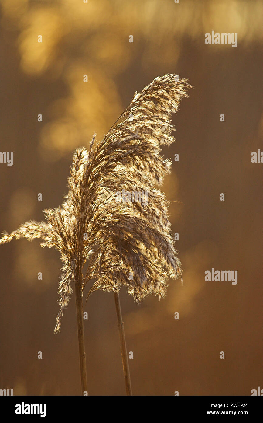 Common reed Phragmites australis seed head at sunset Somerset England ...