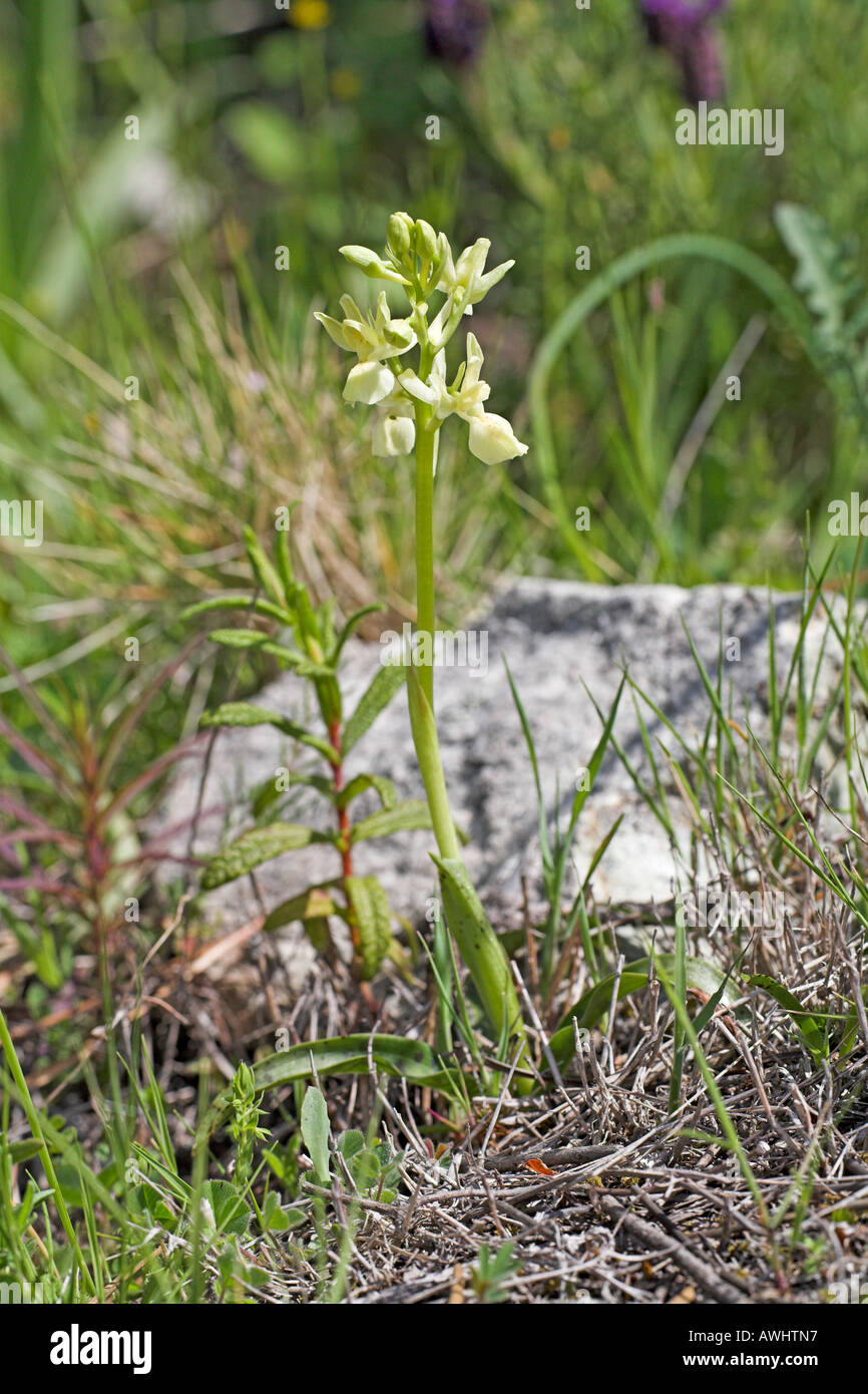 Barton s orchid Dactylorhiza insularis Corsica France Stock Photo