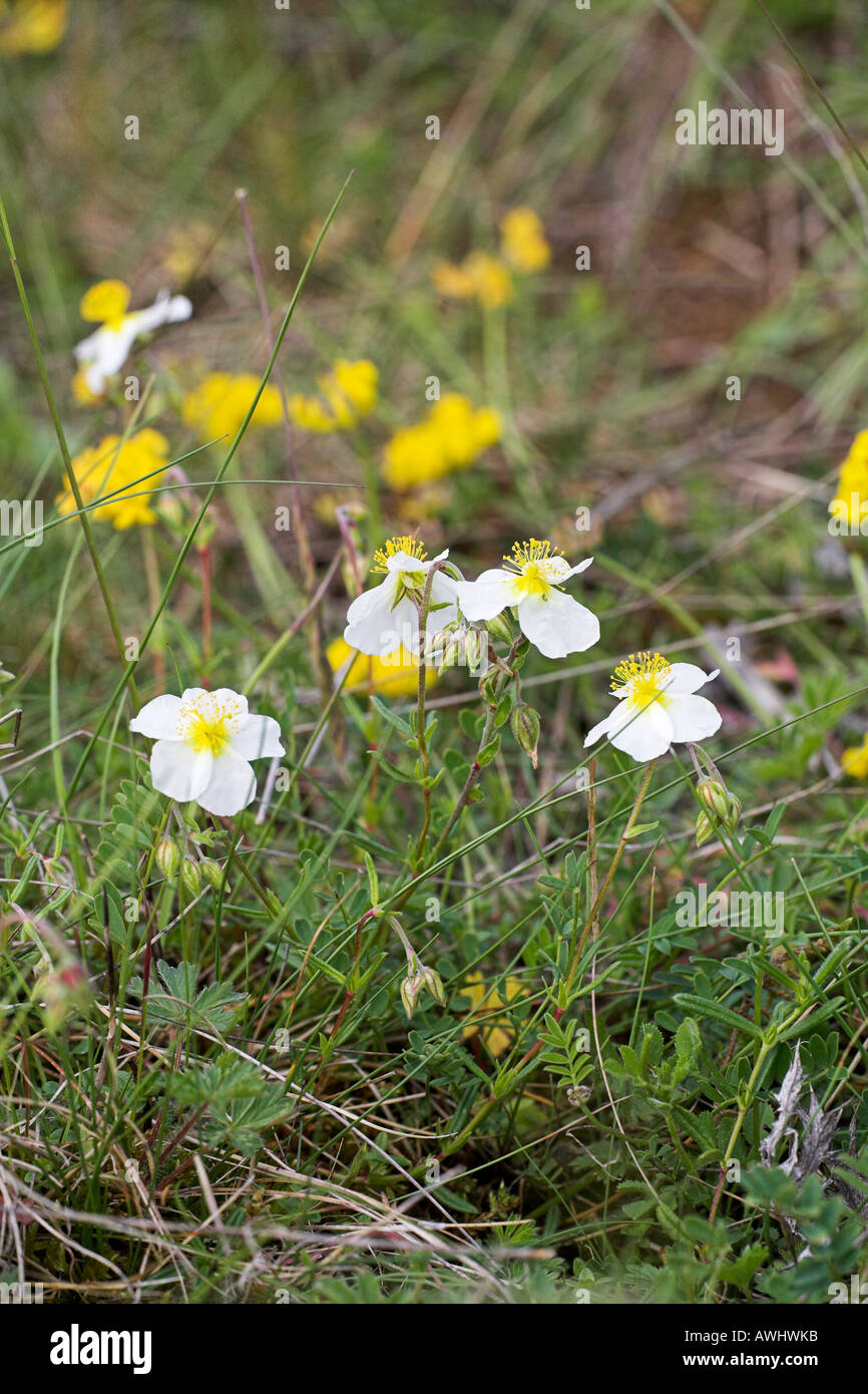 White rock rose Helianthemum apenninum growing in chalk grassland near Vierzon Centre Region France Stock Photo