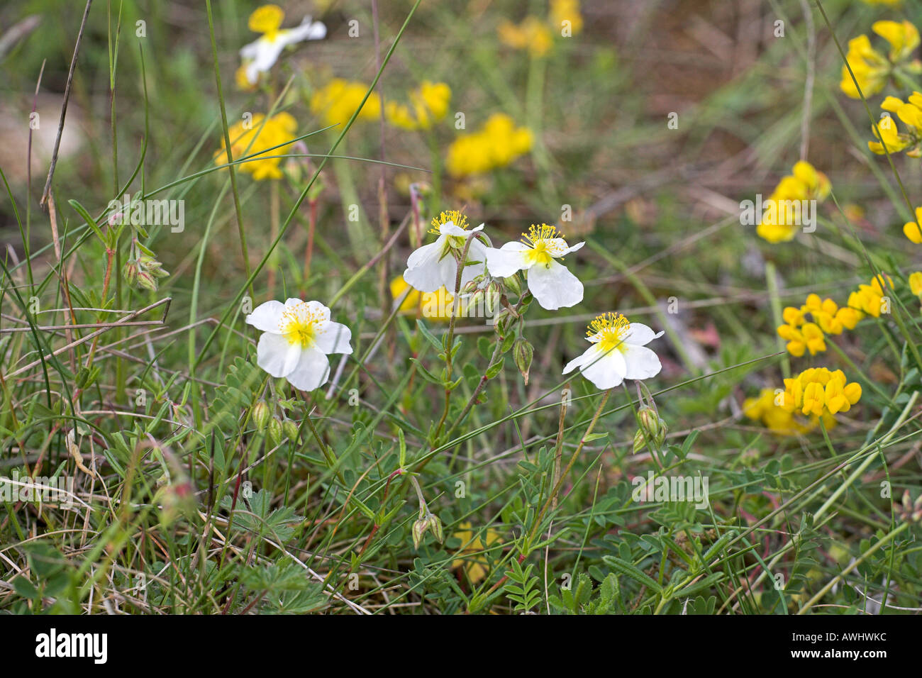 White rock rose Helianthemum apenninum growing in chalk grassland near Vierzon Centre Region France Stock Photo