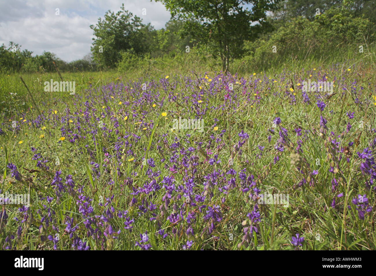 Common milkwort Polygala growing in grassland area near Romorantin Centre Region France Stock Photo