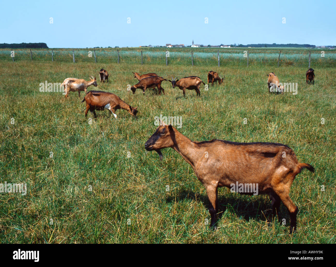 Grazing goats, France. Stock Photo