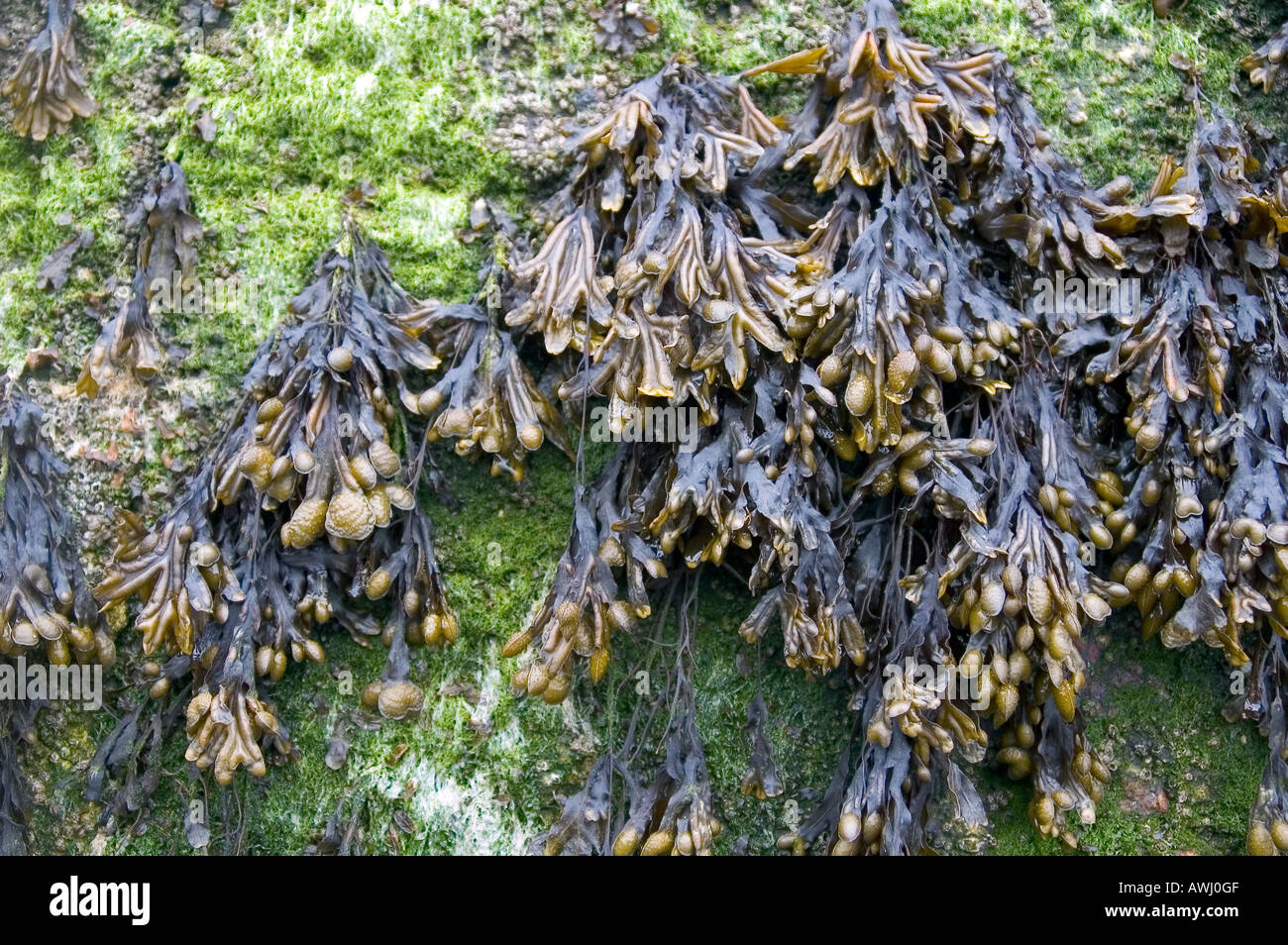 Plants Seaweed Hi res Stock Photography And Images Alamy Plants Seaweed Hi res Stock Photography And Images Alamy
