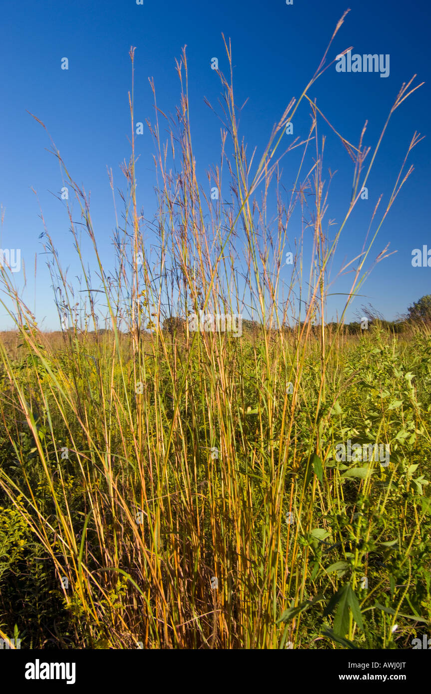 Prairie grasses and prairie flowers at Matthiessen State Park near