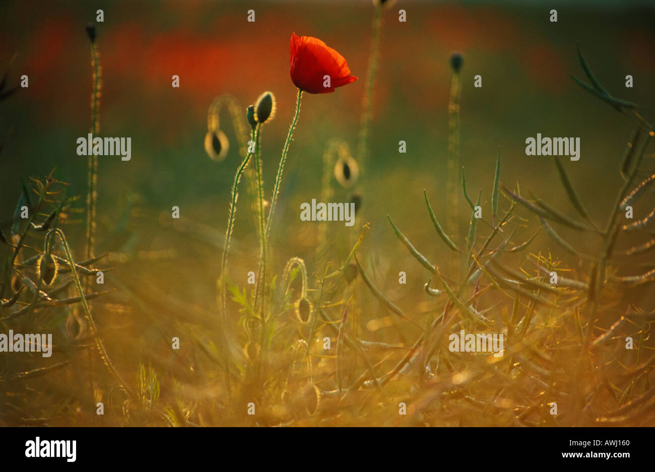 Poppies in a corn field in rural England UK GB EU Europe eye35.com Stock Photo