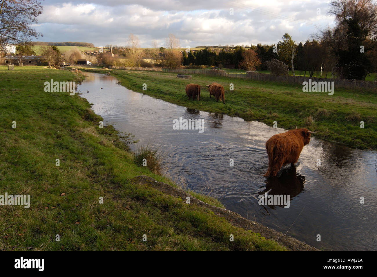 Cattle in the River Darent in the village of Eynsford Kent UK Stock