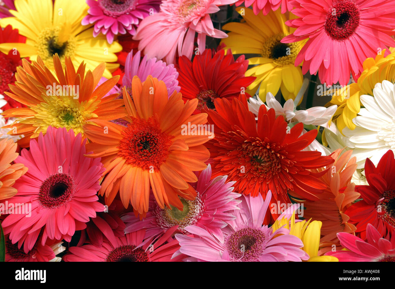 Bright vibrant hi-res stock photography and images - Alamy