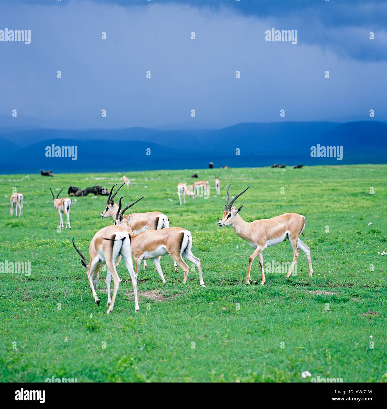 A herd Of Gazelles The Serengeti Tanzania East Africa Stock Photo