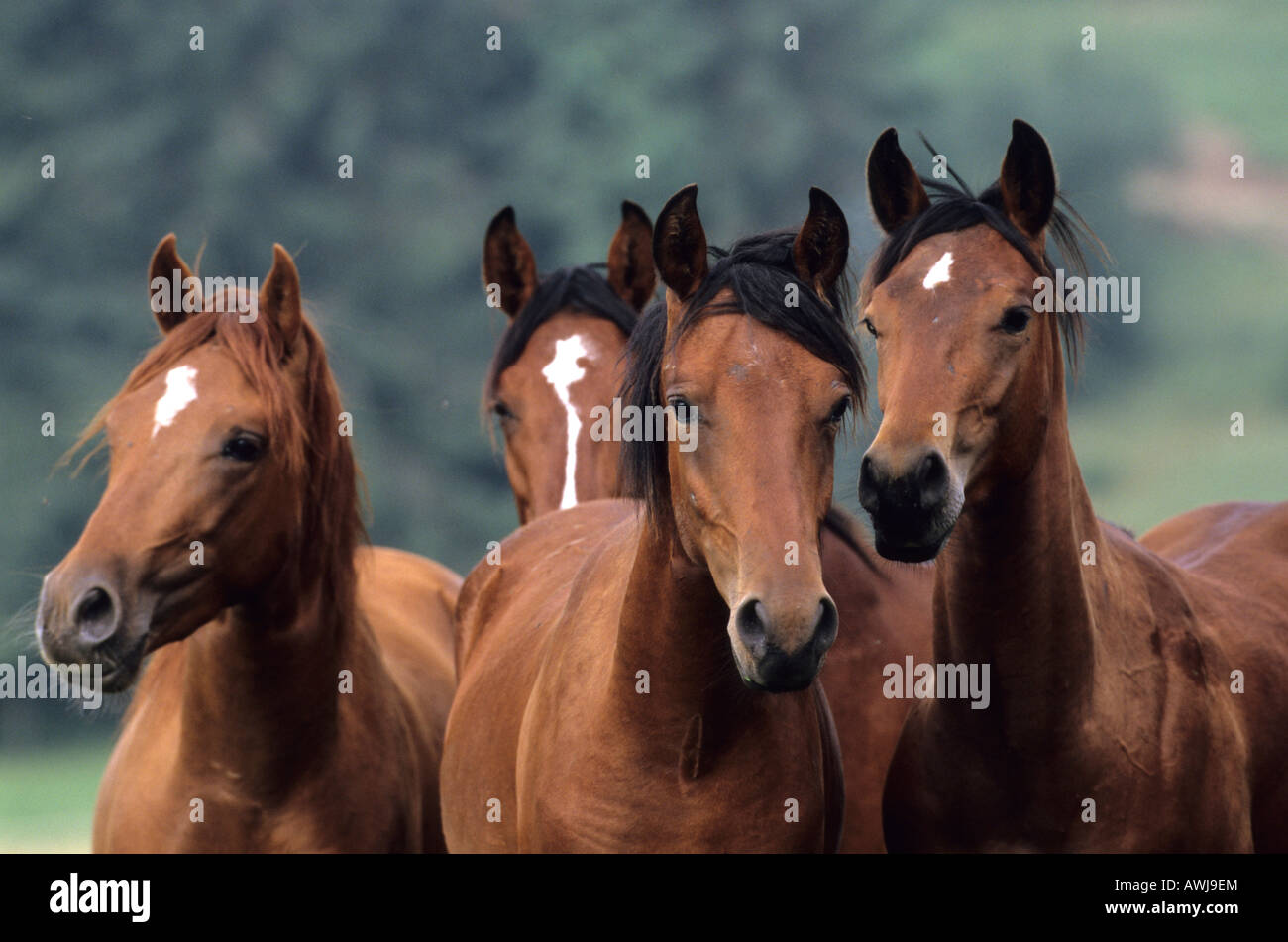 Paso Fino and Mangalarga Marchador (Equus caballus). Group of young stallions on a meadow Stock Photo