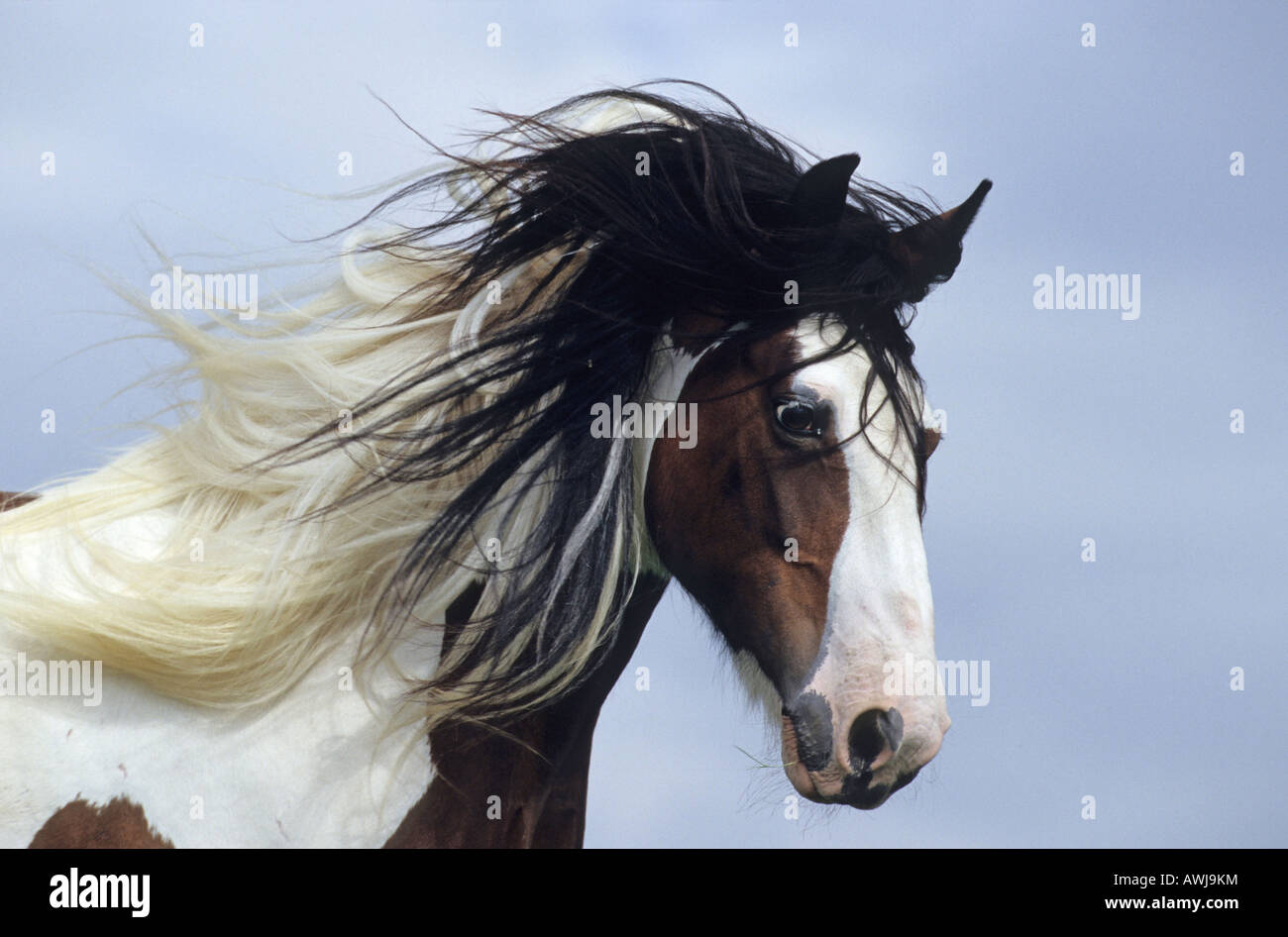 Gypsy Vanner Horse (Equus caballus), portrait of a mare Stock Photo