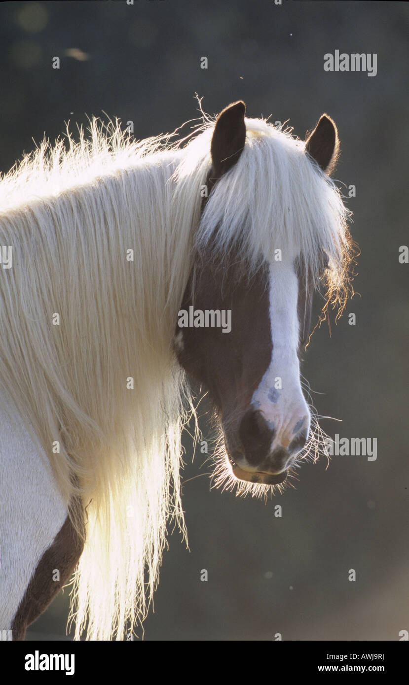 Gypsy Vanner Horse (Equus caballus), portrait of a mare Stock Photo