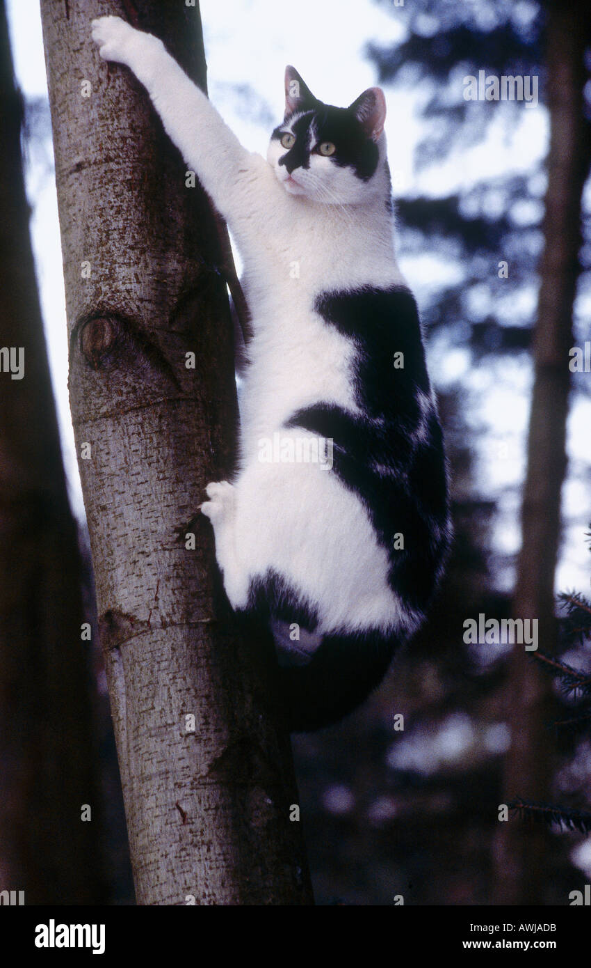 Cat climbing tree Stock Photo - Alamy