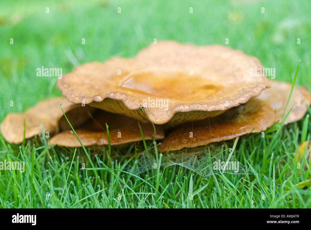 A mushroom growing on a lawn Stock Photo