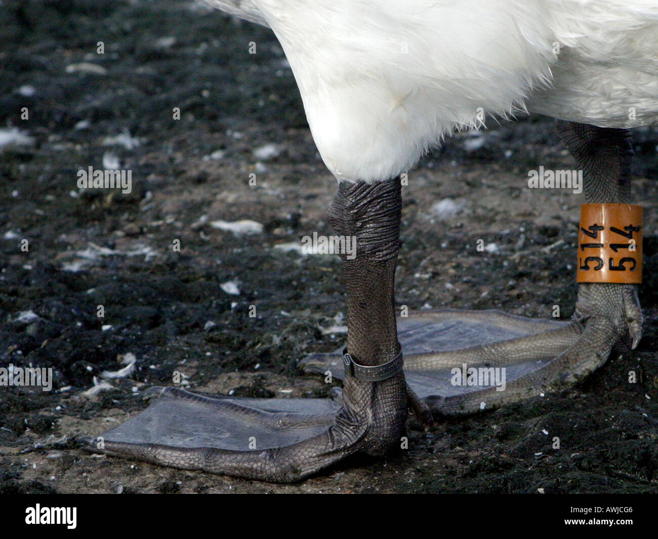 A pair of webbed feet that are ringed. Stock Photo