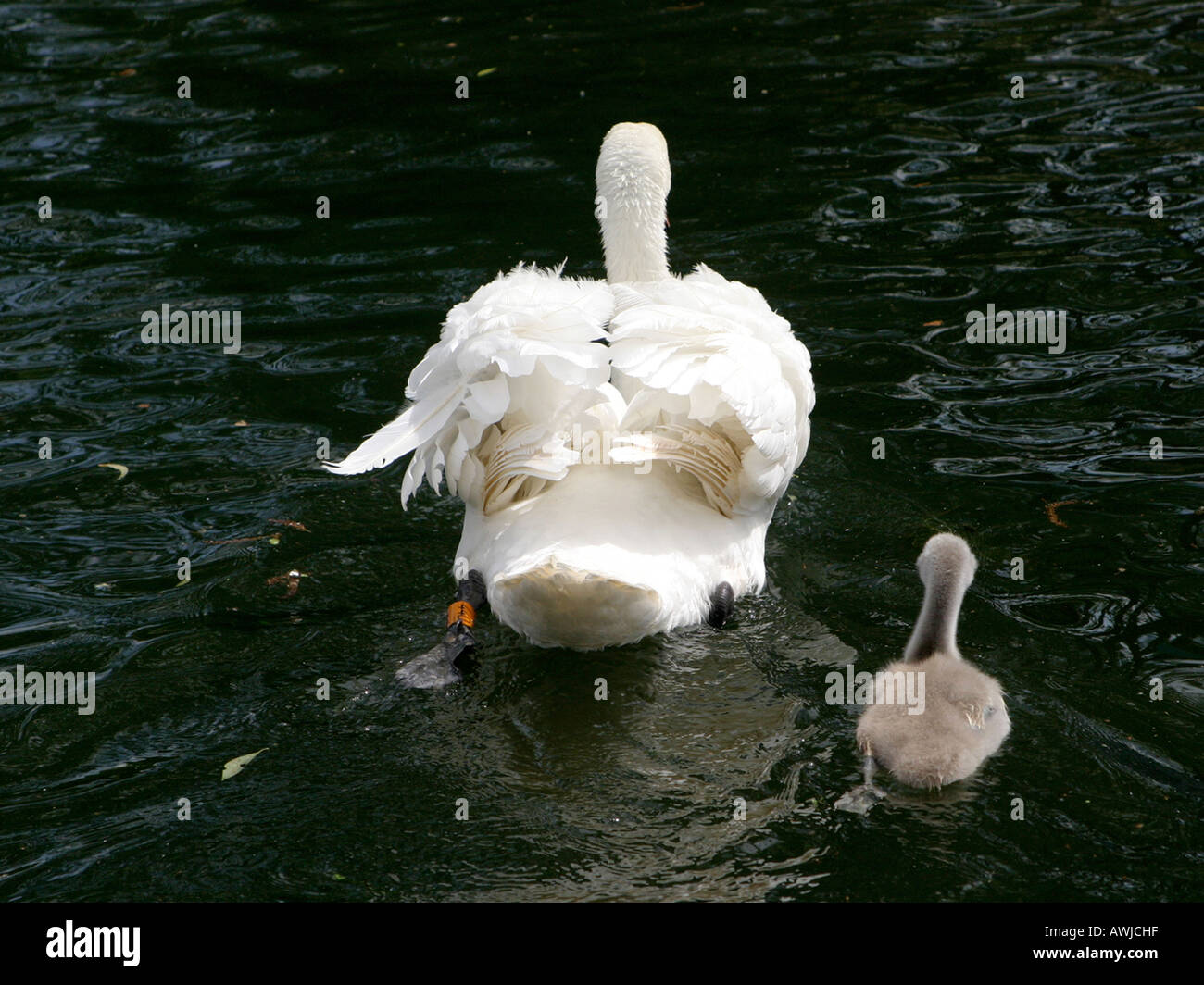 A mute swan with young. Stock Photo