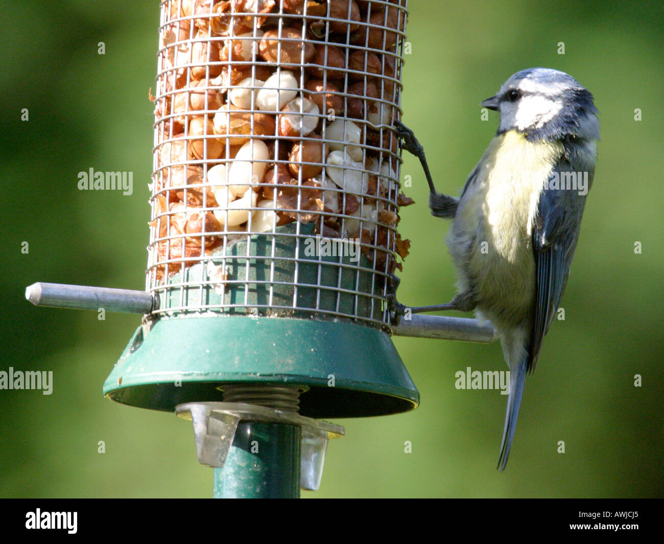 A blue tit on a nut feeder. Stock Photo