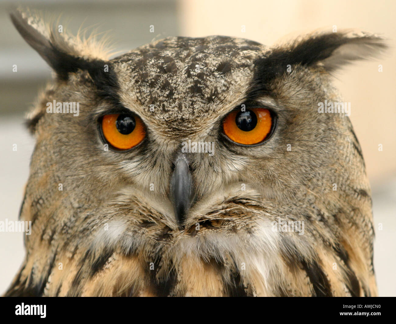 The face of an Eurasian eagle owl. Stock Photo