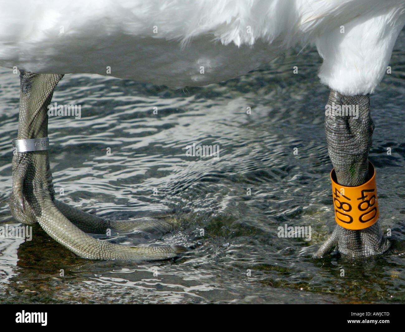 A mute swan with ringed legs. Stock Photo