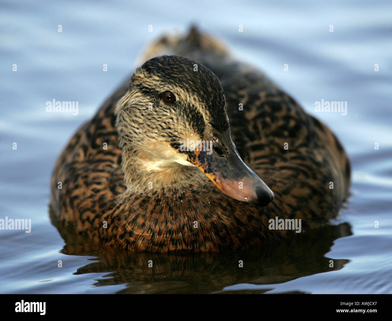 A female mallard on the water. Stock Photo
