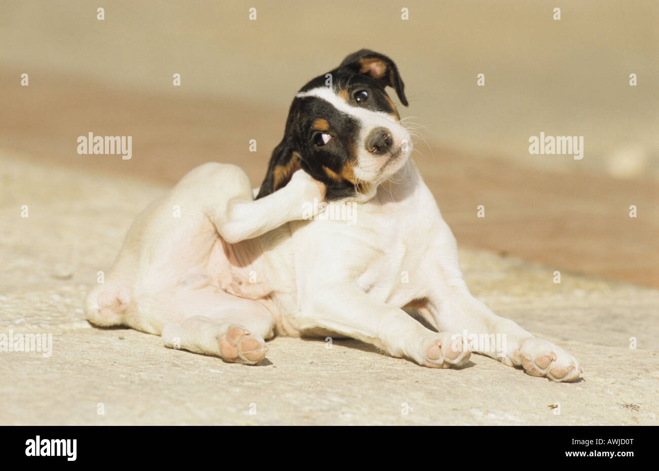 Jack Russell Terrier (Canis lupus familiaris), puppy scratching itself behind its ear Stock Photo