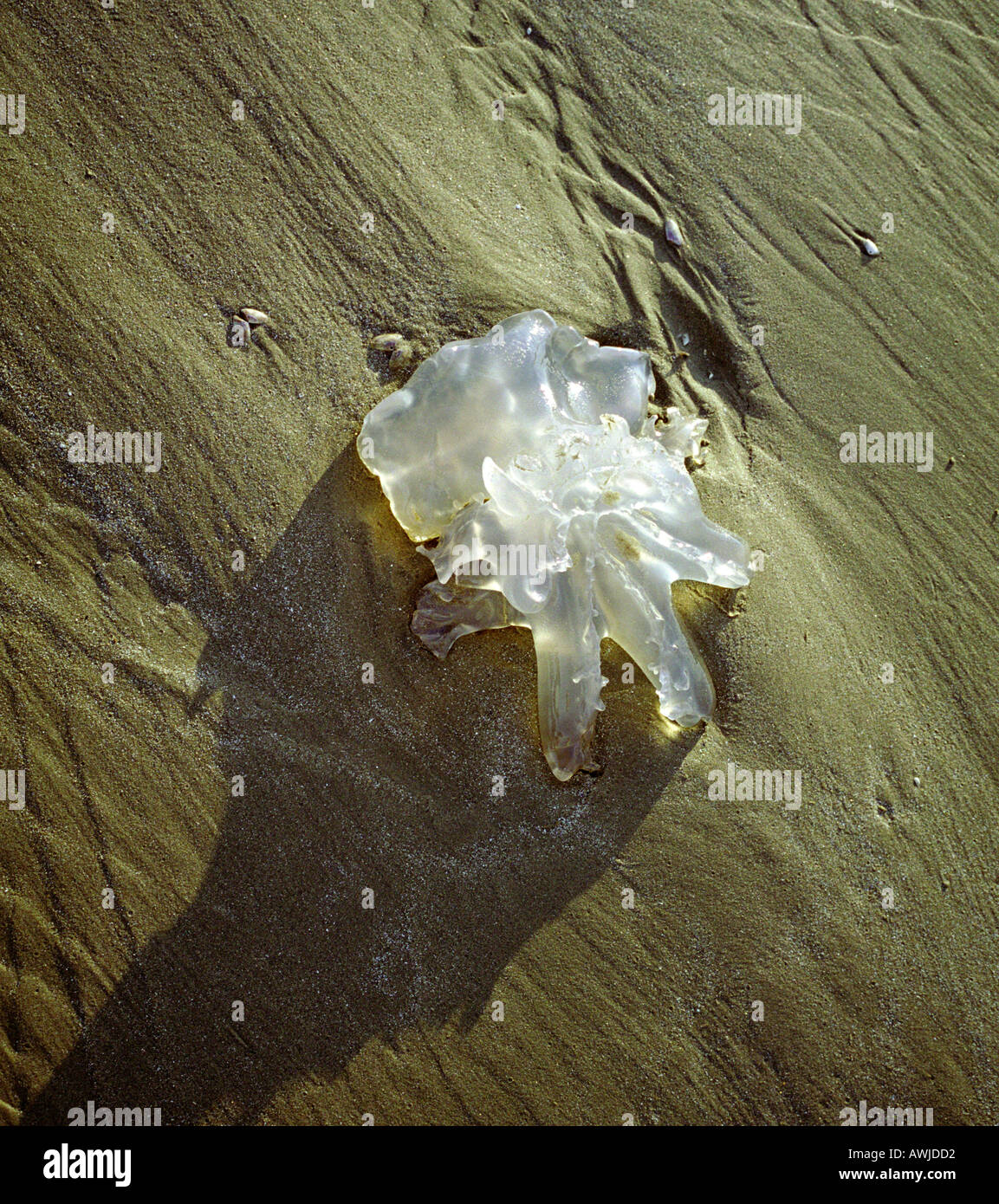 Jellyfish washed up on a sandy beach in north Wales UK with sunlight