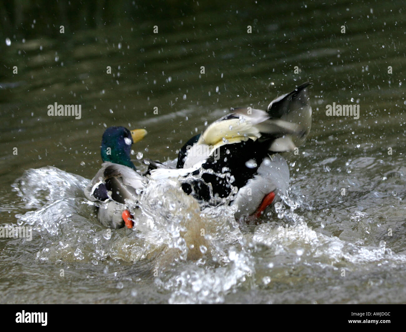 Two mallard fighting in the water. Stock Photo