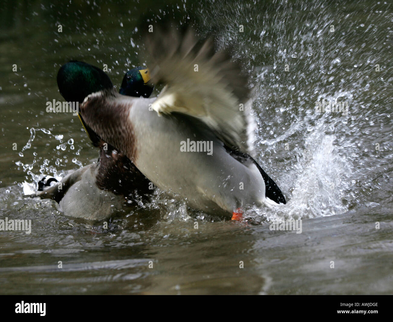 Two mallard fighting in the water. Stock Photo