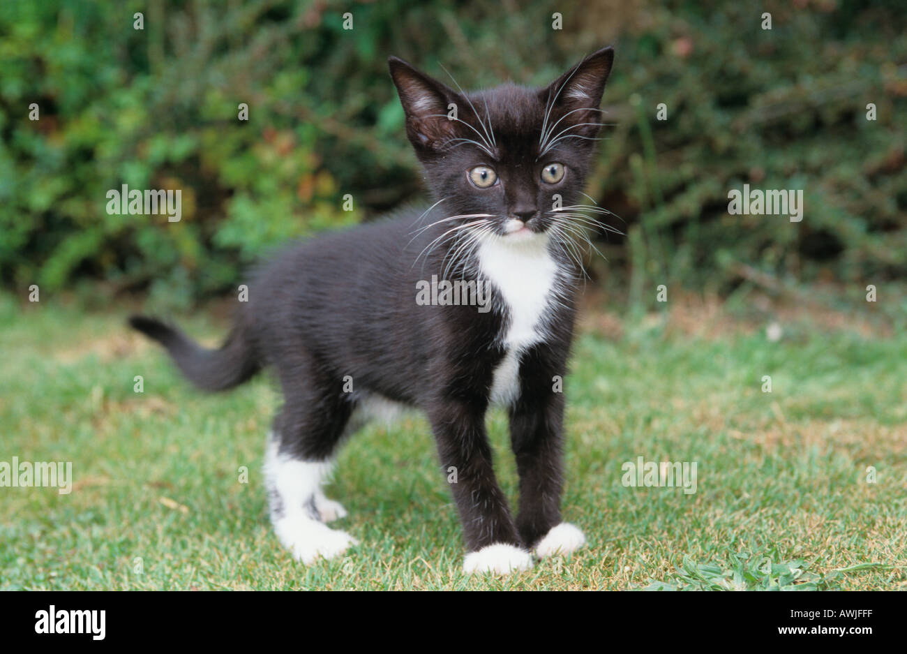 Black White Kitten in Garden Setting Stock Photo