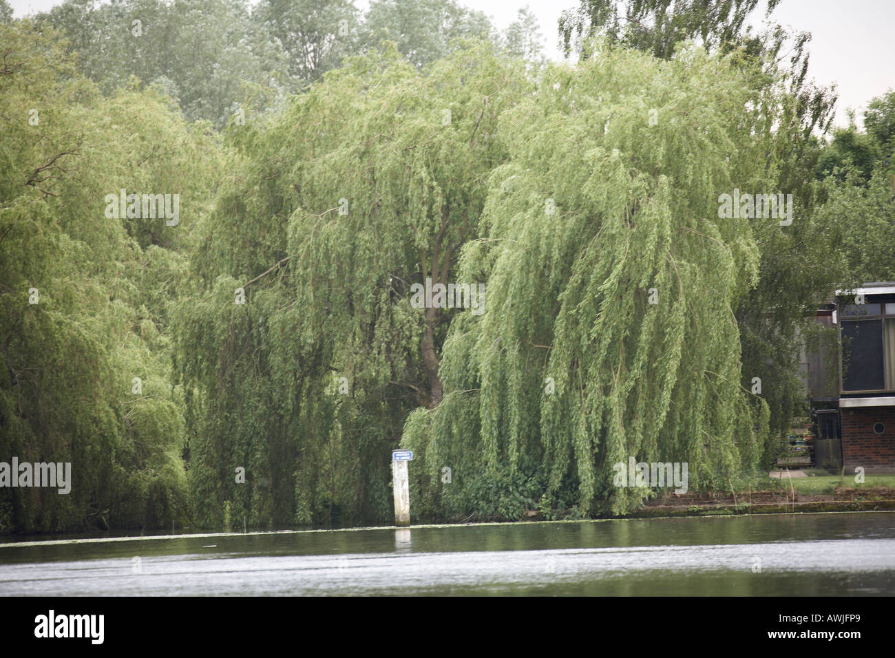 Large willow tree hi-res stock photography and images - Alamy