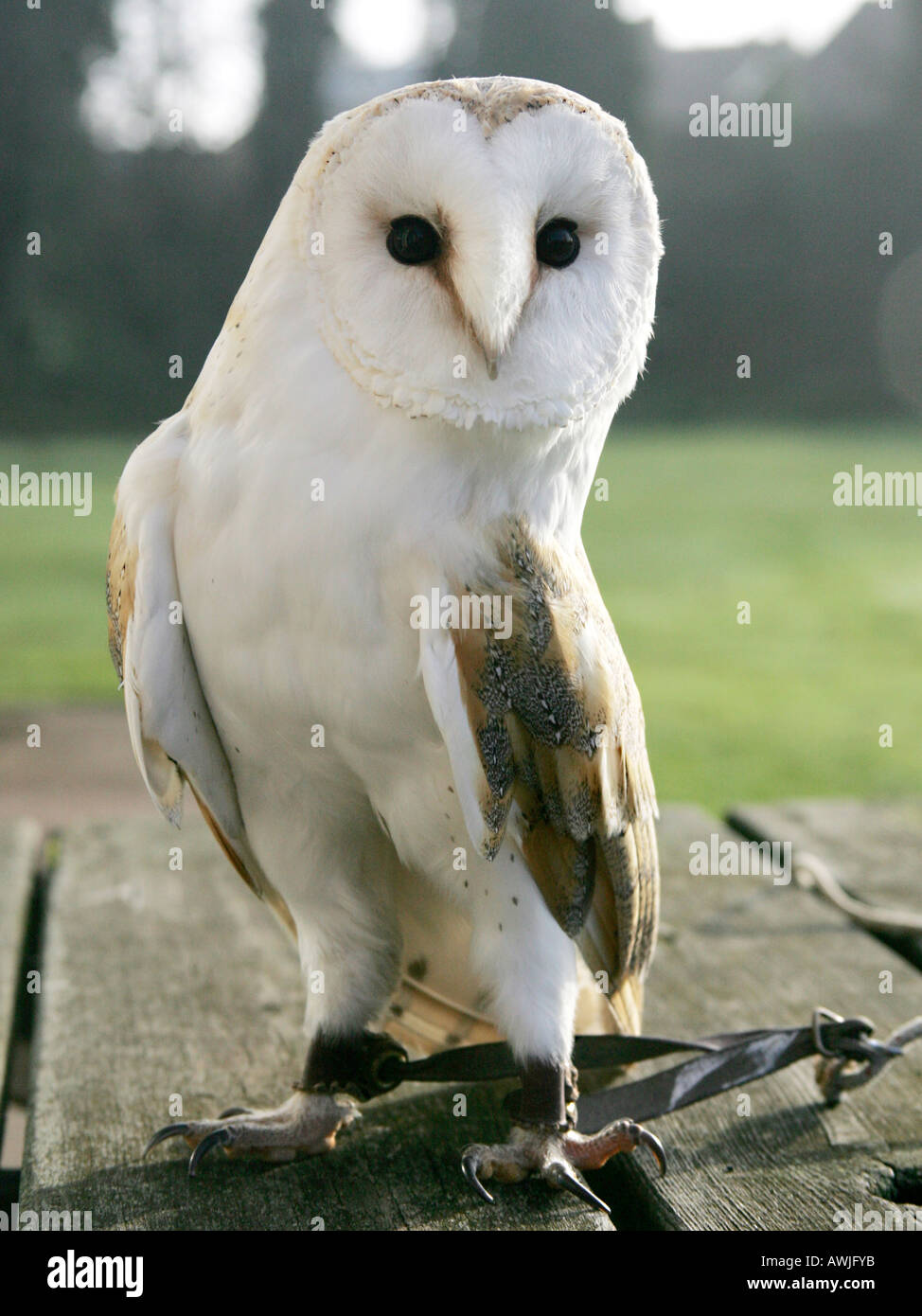 A snowy owl standing looking at the camera. Stock Photo