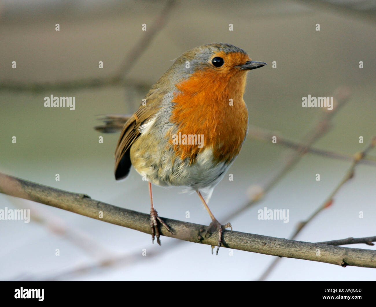 A robin standing on a branch. Stock Photo