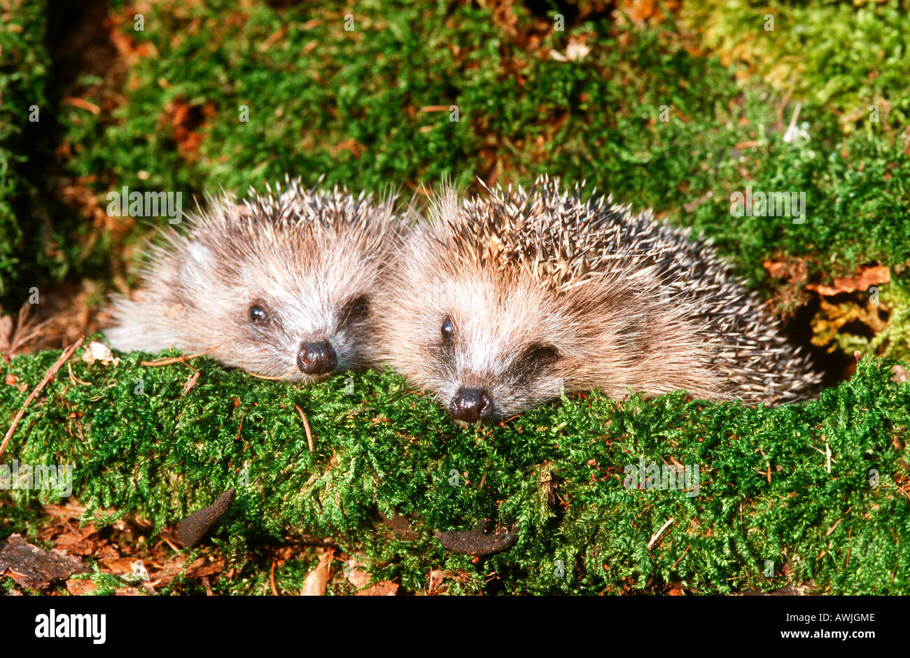 European Hedgehog (Erinaceus europaeus). Two young hedgehogs in moss