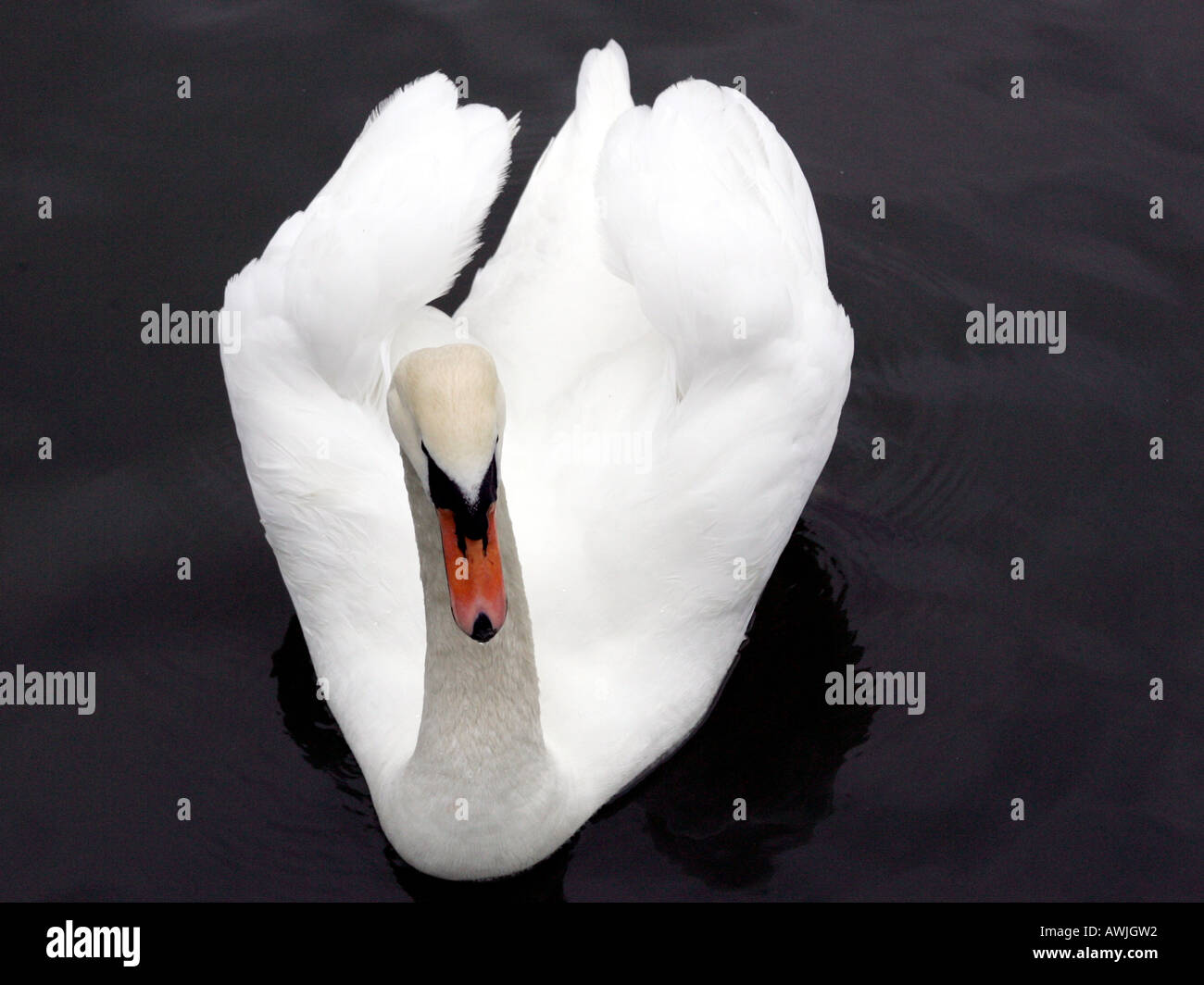 Overhead shot of a mute swan. Stock Photo