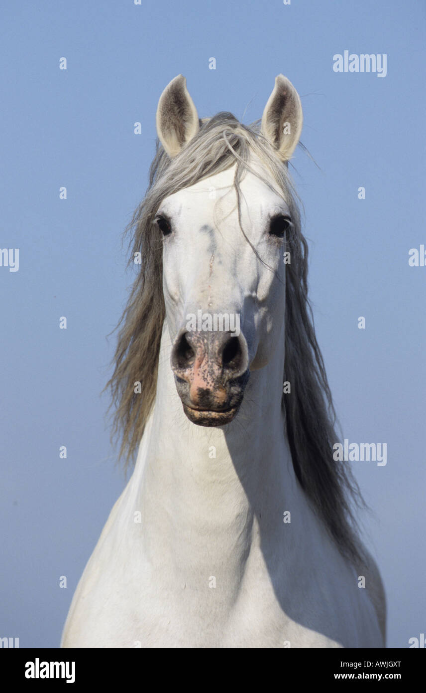 Andalusian Horse (Equus caballus), portrait of stallion Stock Photo