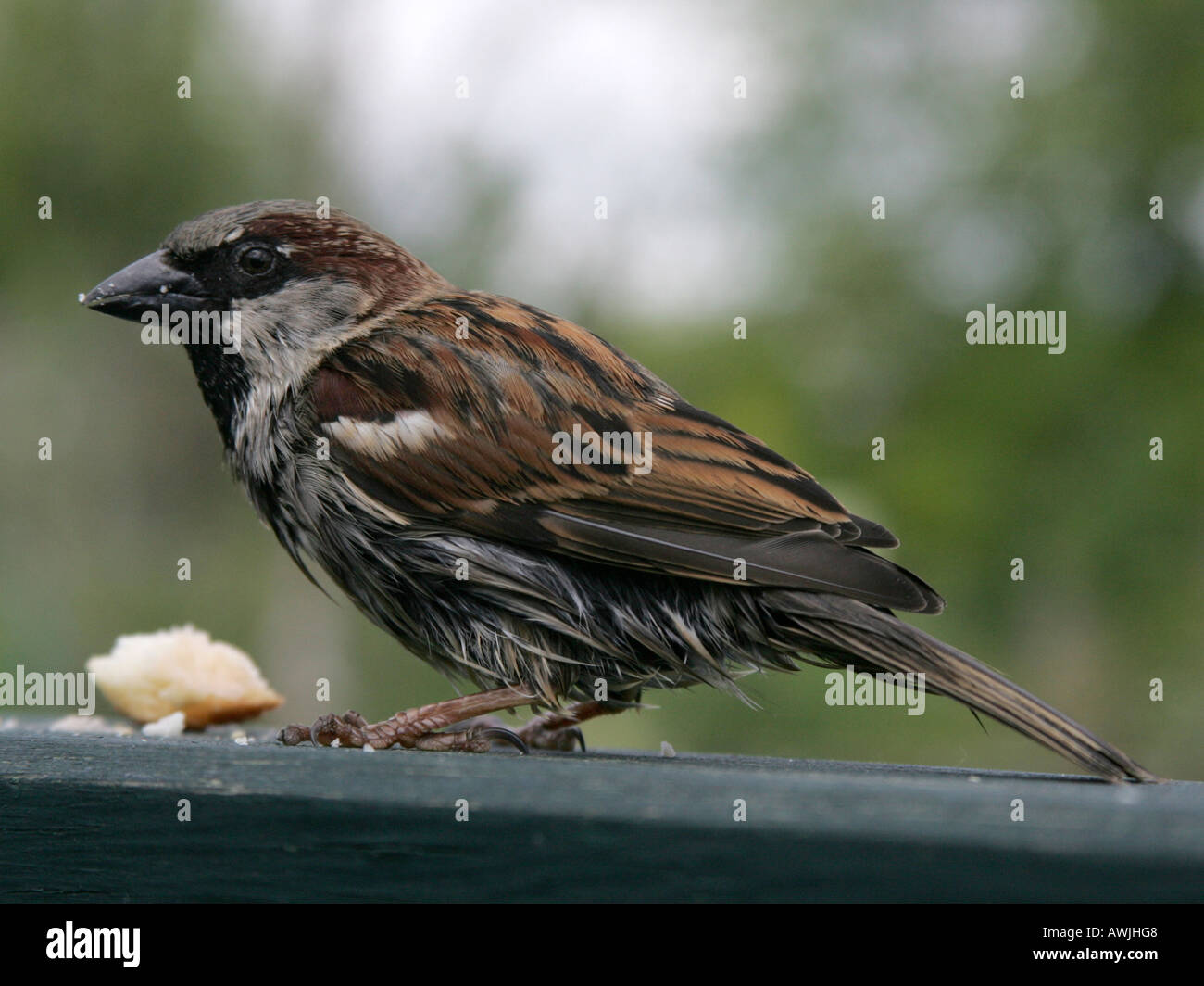A common house sparrow about to feed. Stock Photo