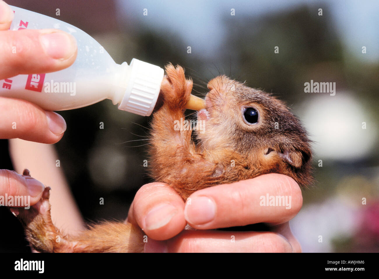Squirrel fed by people hires stock photography and images Alamy