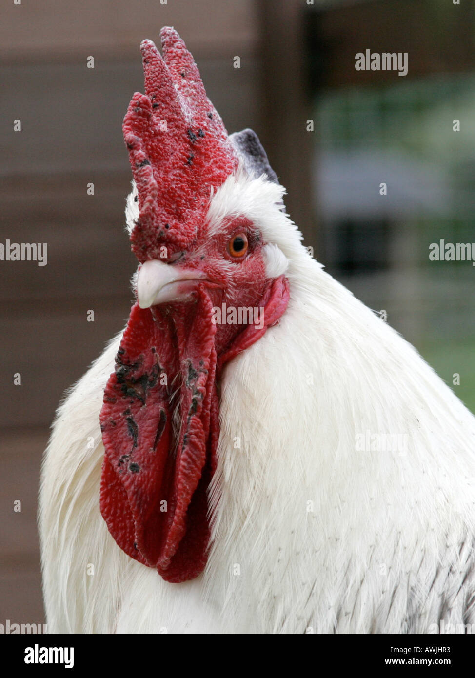 A head of a cockerell. Stock Photo