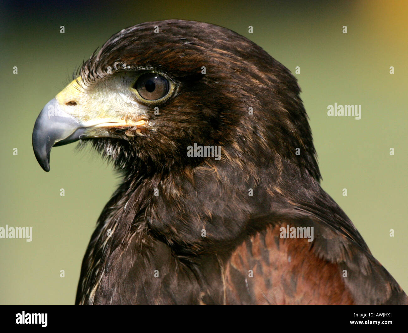 The head of a golden eagle. Stock Photo