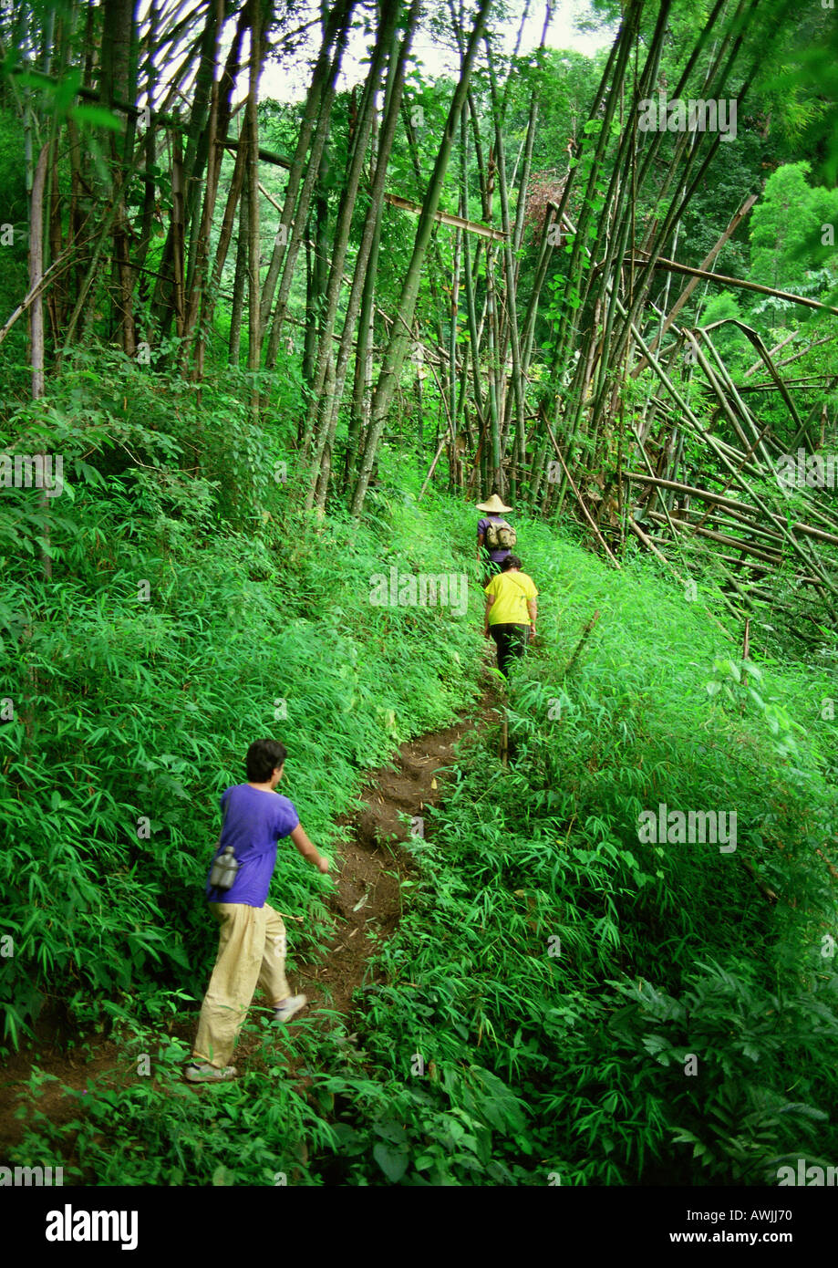 Download People hiking along path through jungle Stock Photo ... Yellowimages Mockups