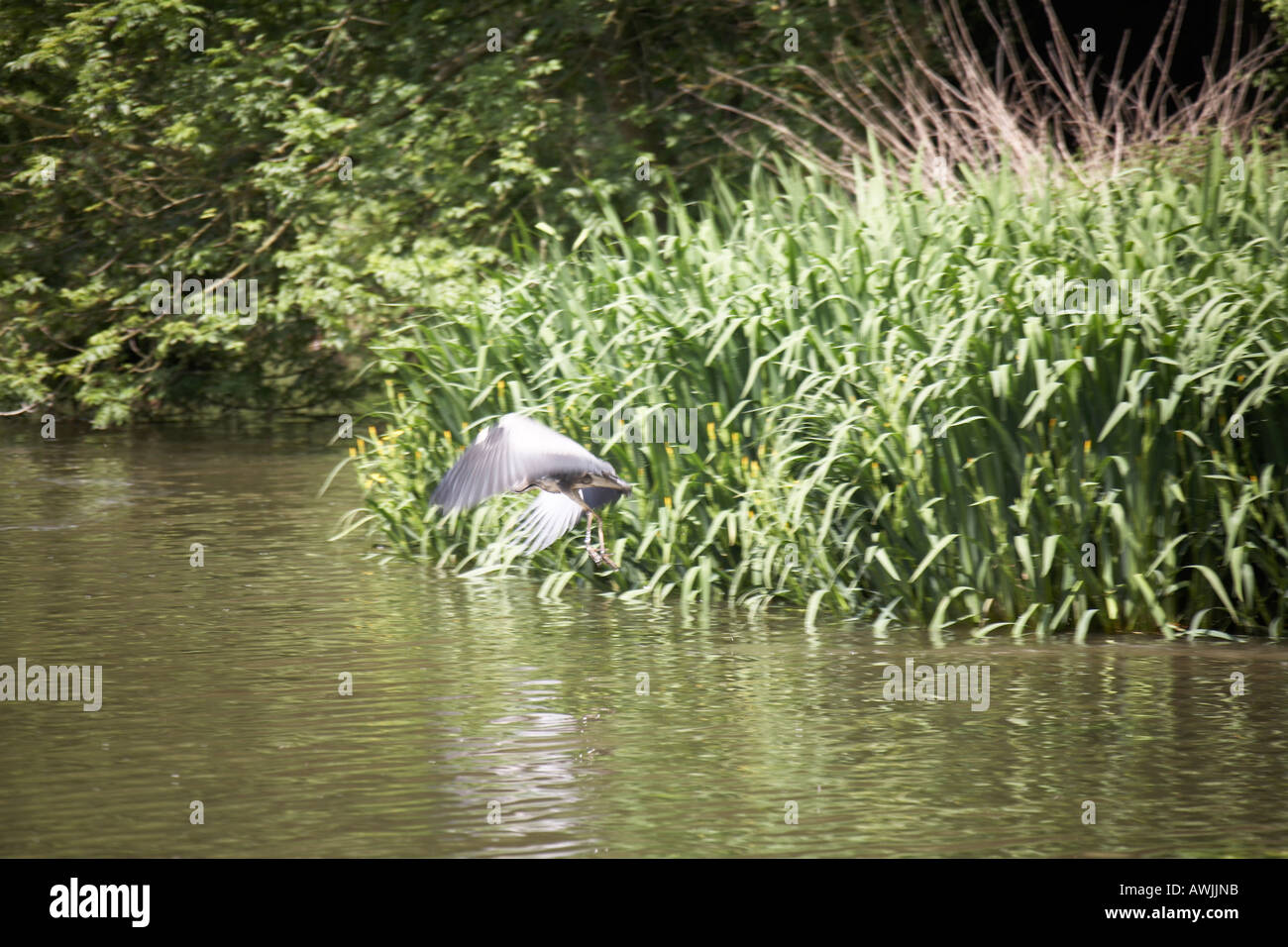 Grey heron Ardea cinerea flying over river near Purley on Thames on River Thames Stock Photo