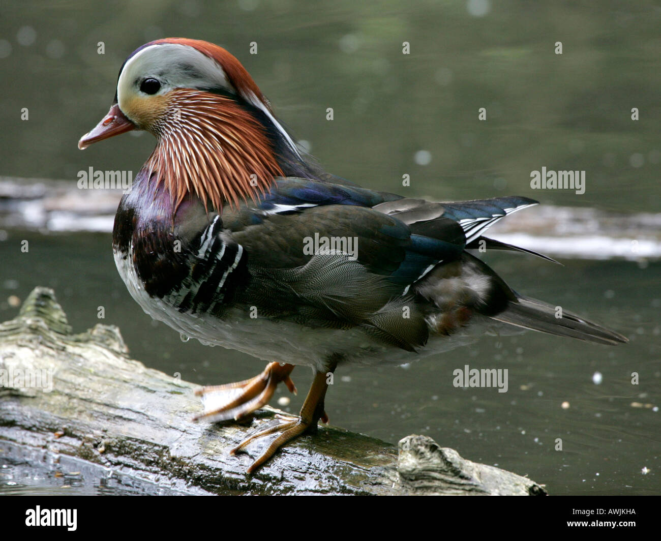 A mandarin duck standing on a log Stock Photo - Alamy